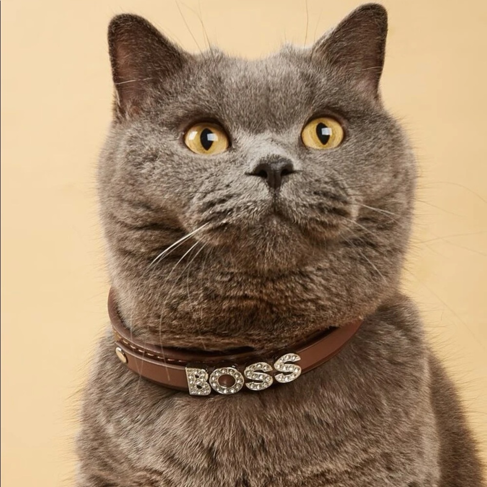 Rhinestone Decor Pet Collar 🐈